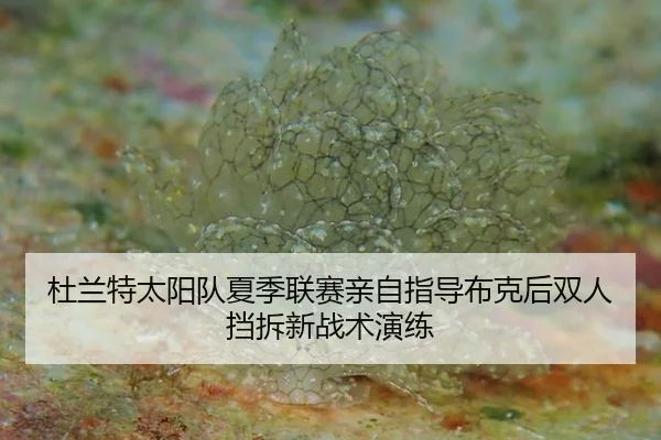 du-lan-te-tai-yang-dui-xia-ji-lian-sai-qin-zi-zhi-dao-bu-ke-hou-shuang-ren-dang-chai-xin-zhan-shu-yan-lian-2-641.jpg